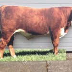 A photo of a double-sided, free-standing bull printed and cut-out for Grassland and Muck